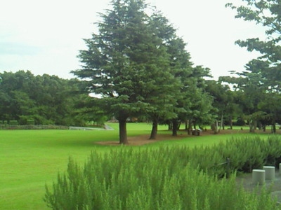 キッズダムの芝生広場